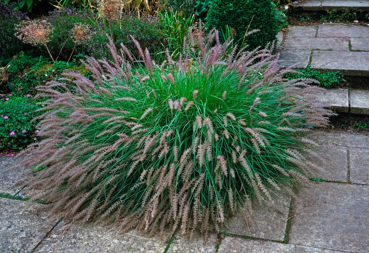 Pennisetum alopecuroides Pennisetum alopecuroides