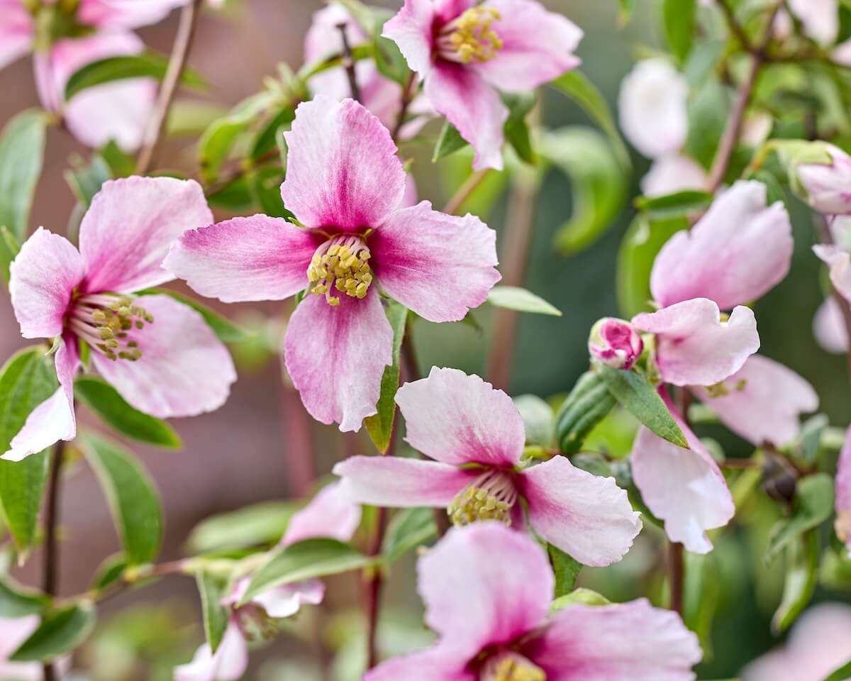 Philadelphus Petite Perfume Pink Shrubs