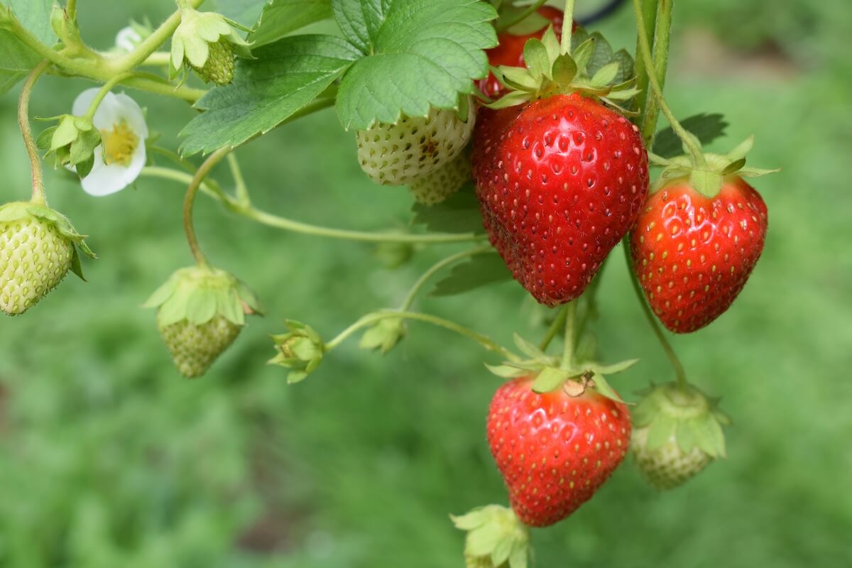 Strawberries on the plant