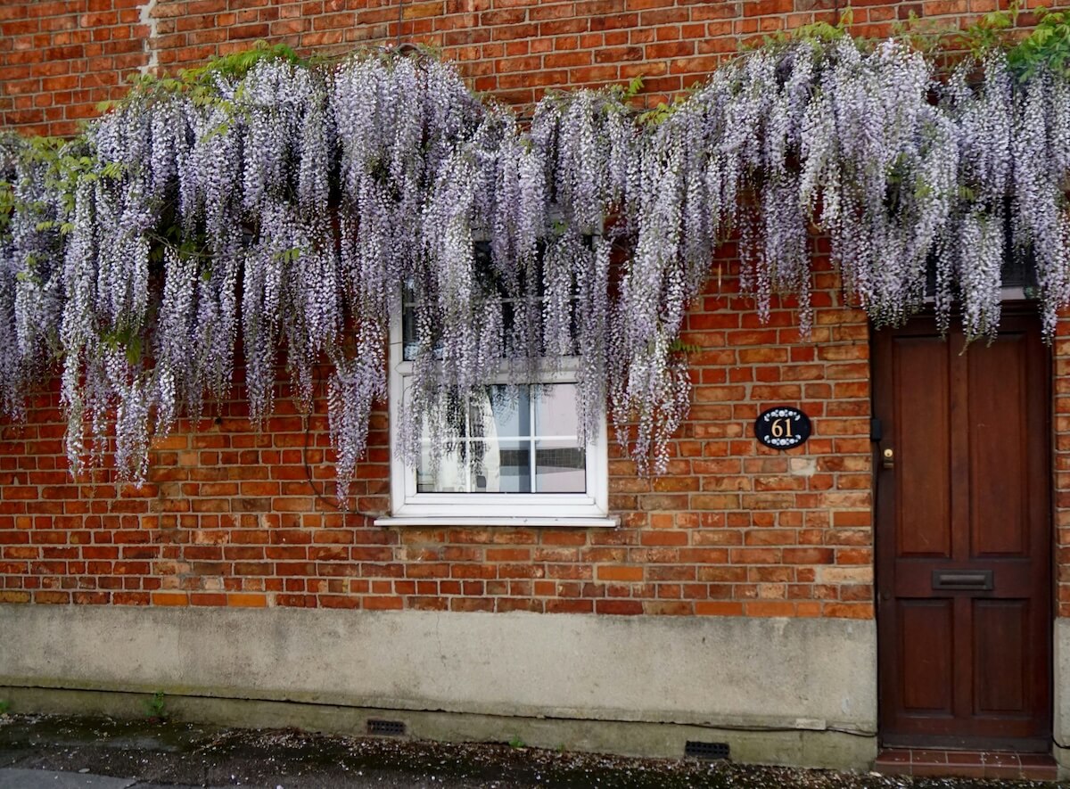 Wisteria sinensis Flowering on the front of a house Image 1 Wisteria sinensis Climber