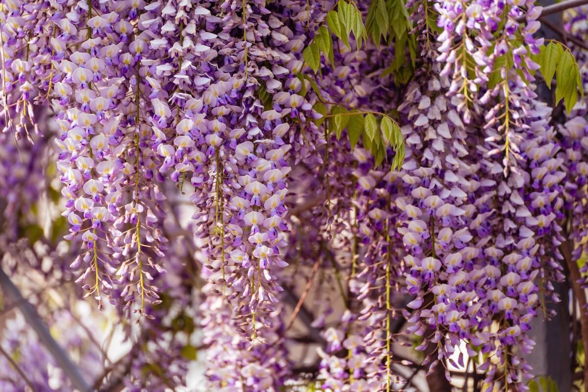 Wisteria sinensis Flowers Close Up Wisteria sinensis