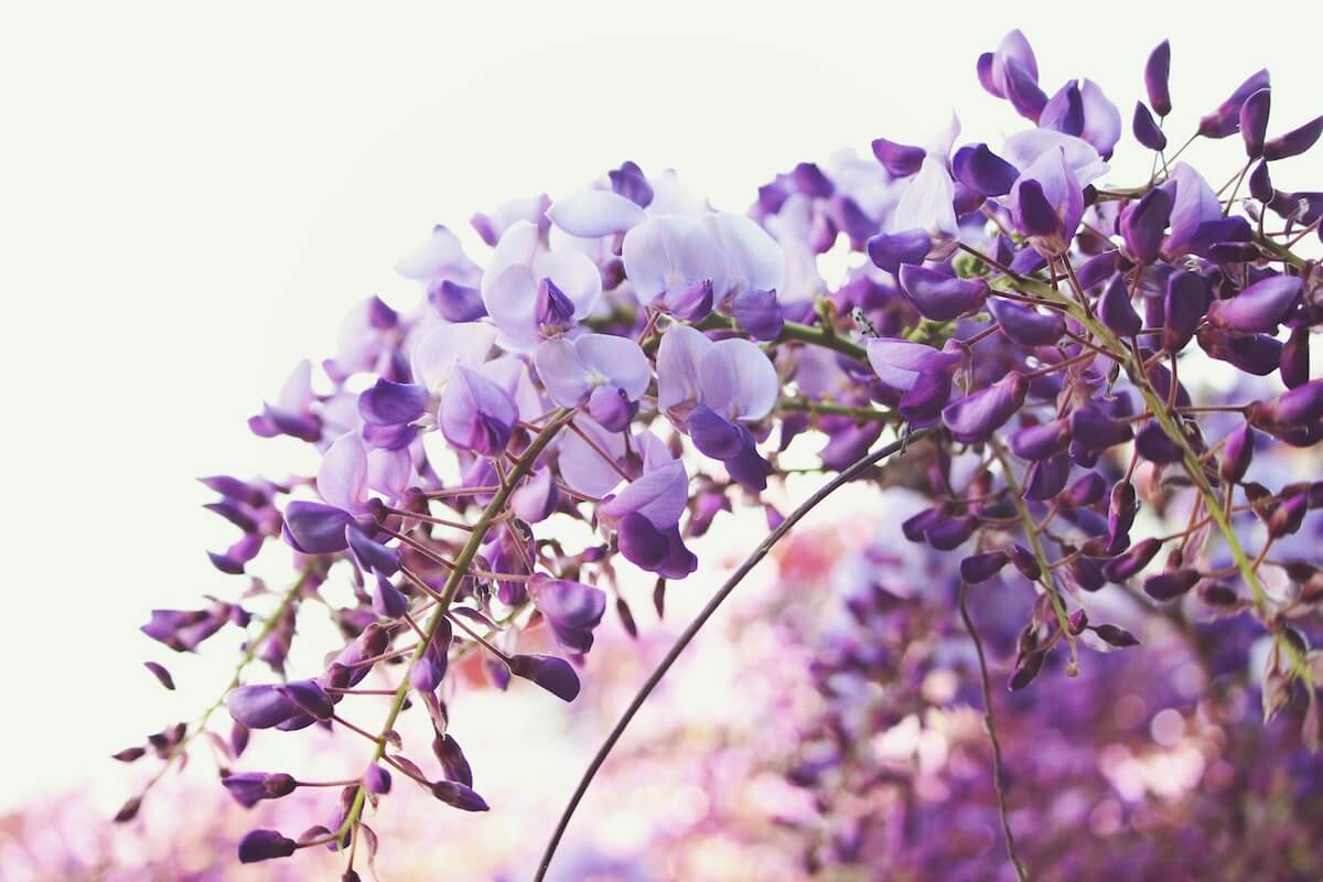 Wisteria sinensis flower close up Clematis montana Rubens Flowering at the end of April