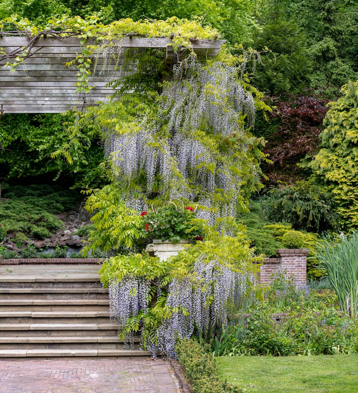 Wisteria sinensis growing over a Pergola Wisteria sinensis