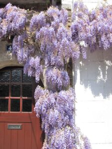 Wisteria sinensis