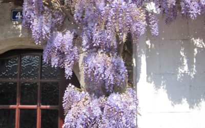 Wisteria sinensis