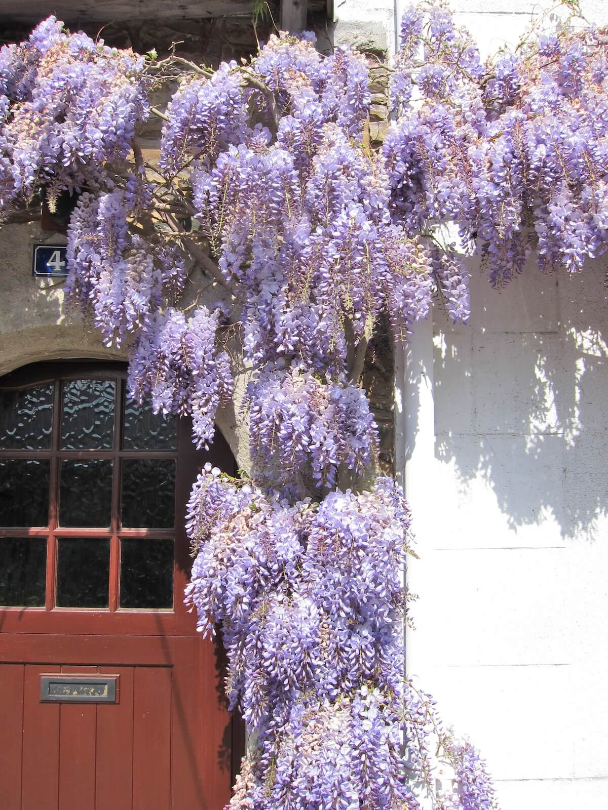 Wisteria sinensis on a wall Pruning Wisteria - How to Prune your Wisteria sinensis