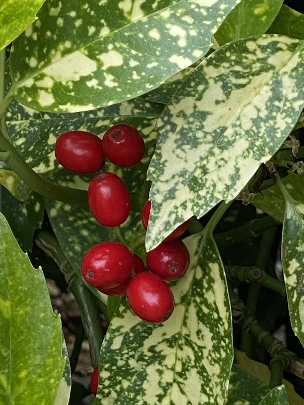 Aucuba japonica Variegata Berries Very Close Up Aucuba japonica Variegata