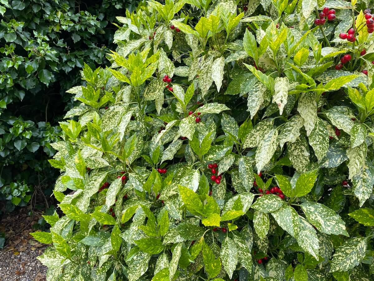Aucuba japonica Variegata in May Aucuba japonica Variegata