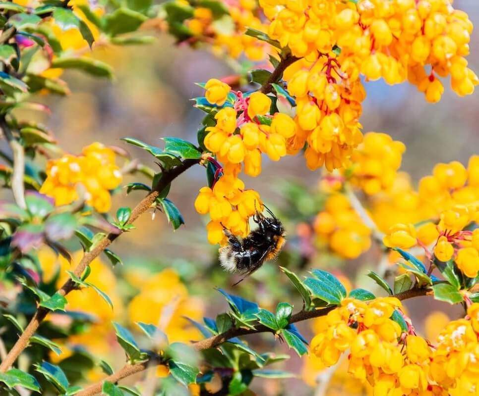 Berberis darwinii Flowering attracting Bees 