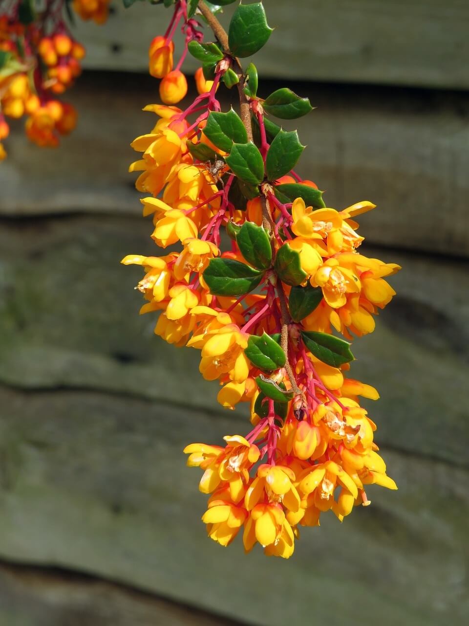 Berberis darwinii