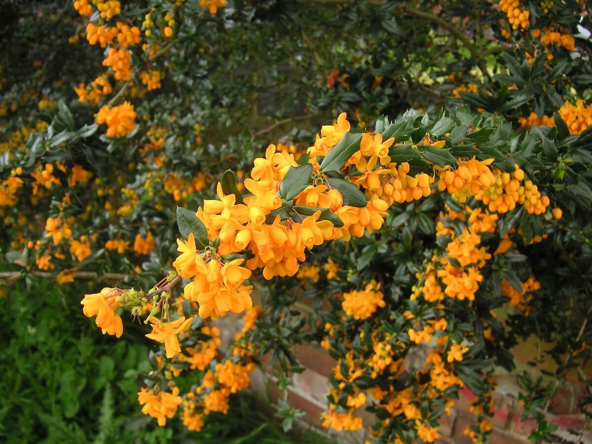Berberis darwinii