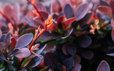Berberis thunbergii Atropurpurea
