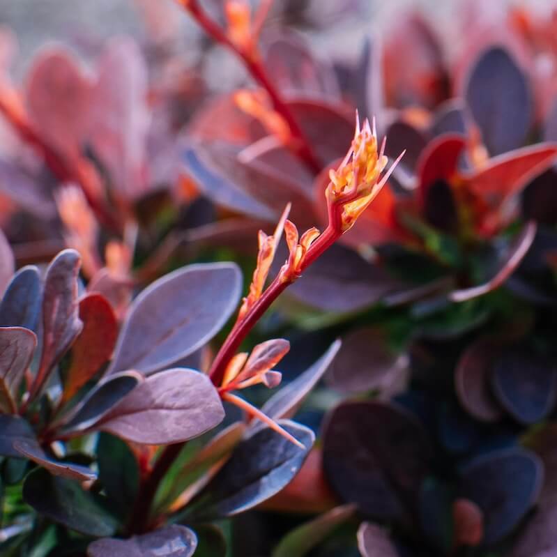 Berberis thunbergii Atropurpurea Close Up Red Leaves Cropped Berberis thunbergii Atropurpurea Close Up Red Leaves