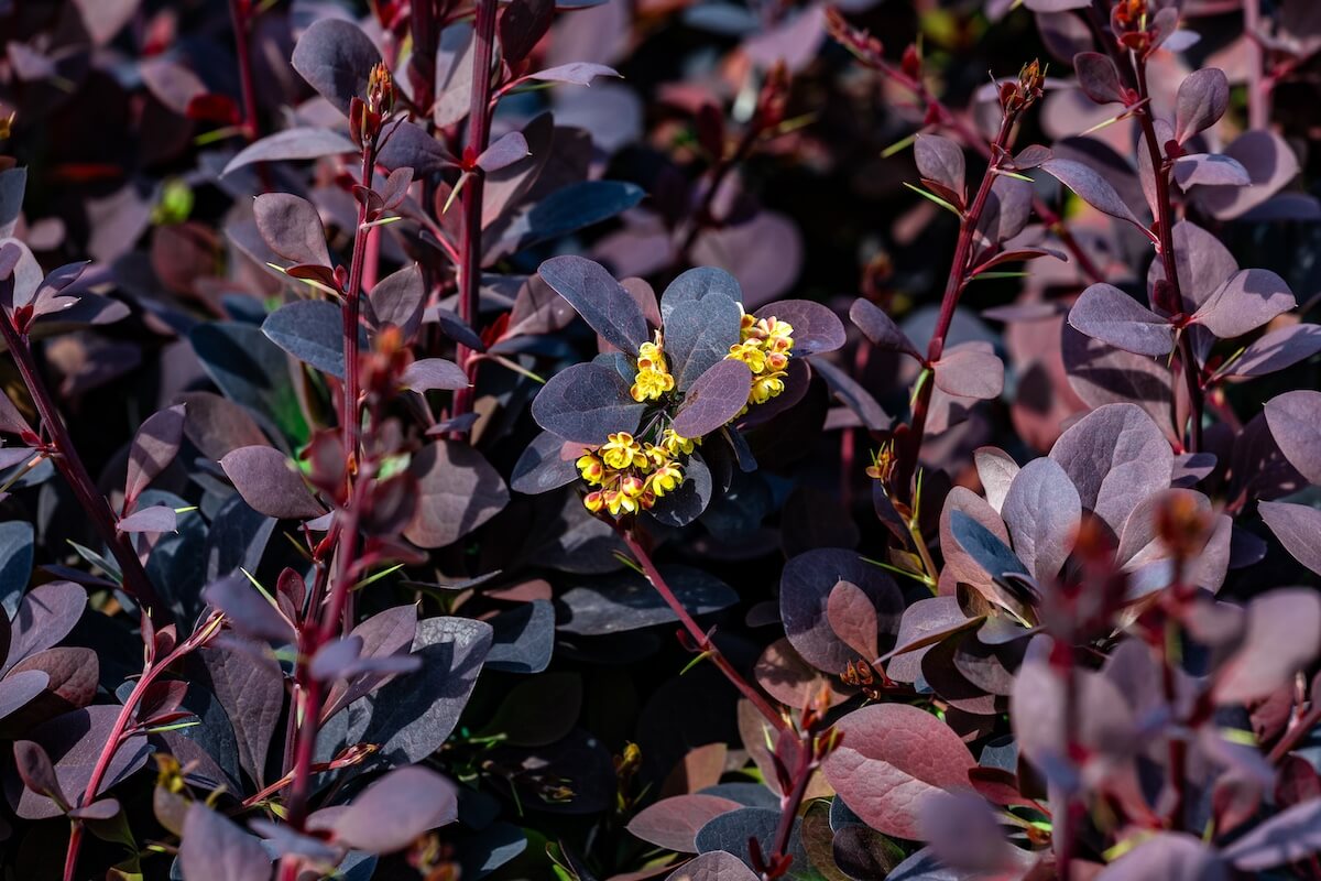 Berberis thunbergii Atropurpurea Red Leaves and Yellow Flowers Berberis thunbergii Atropurpurea Red Leaves and Yellow Flowers
