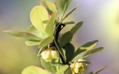 Berberis thunbergii