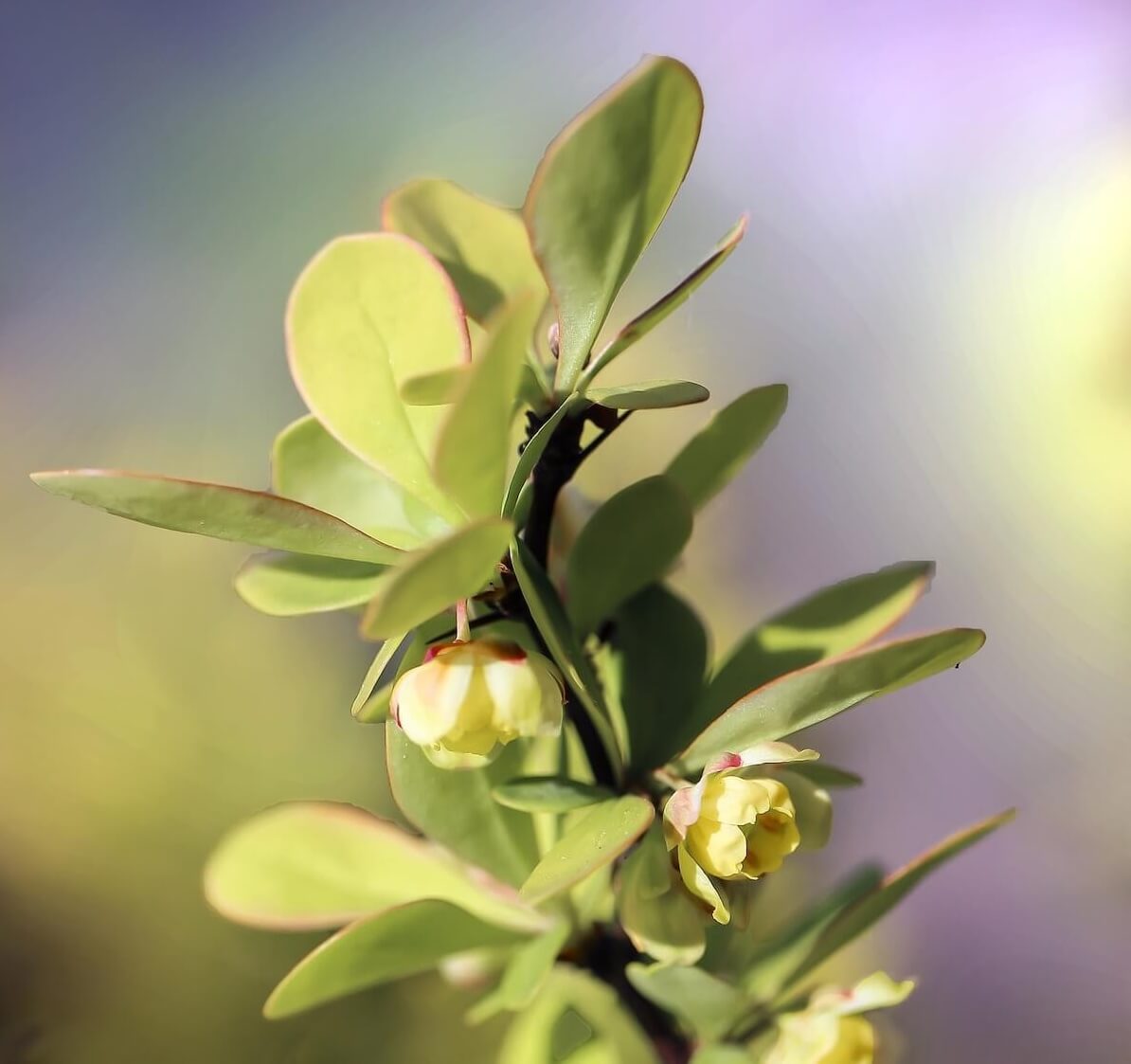 Berberis thunbergii Close Up Leaves and Flower Cropped Berberis thunbergii Close Up Leaves and Flower