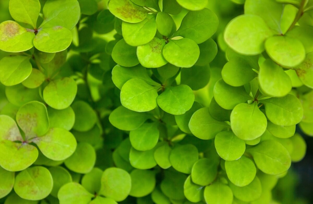 Berberis thunbergii Green Leaves Berberis thunbergii Green Leaves