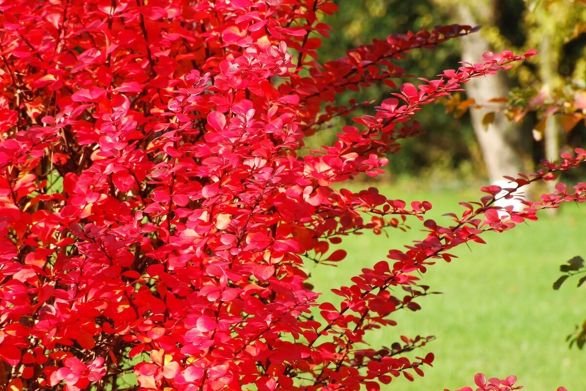 Berberis thunbergii Showing Autumn Colour Berberis thunbergii Showing Autumn Colour