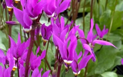 Dodecatheon Meadia