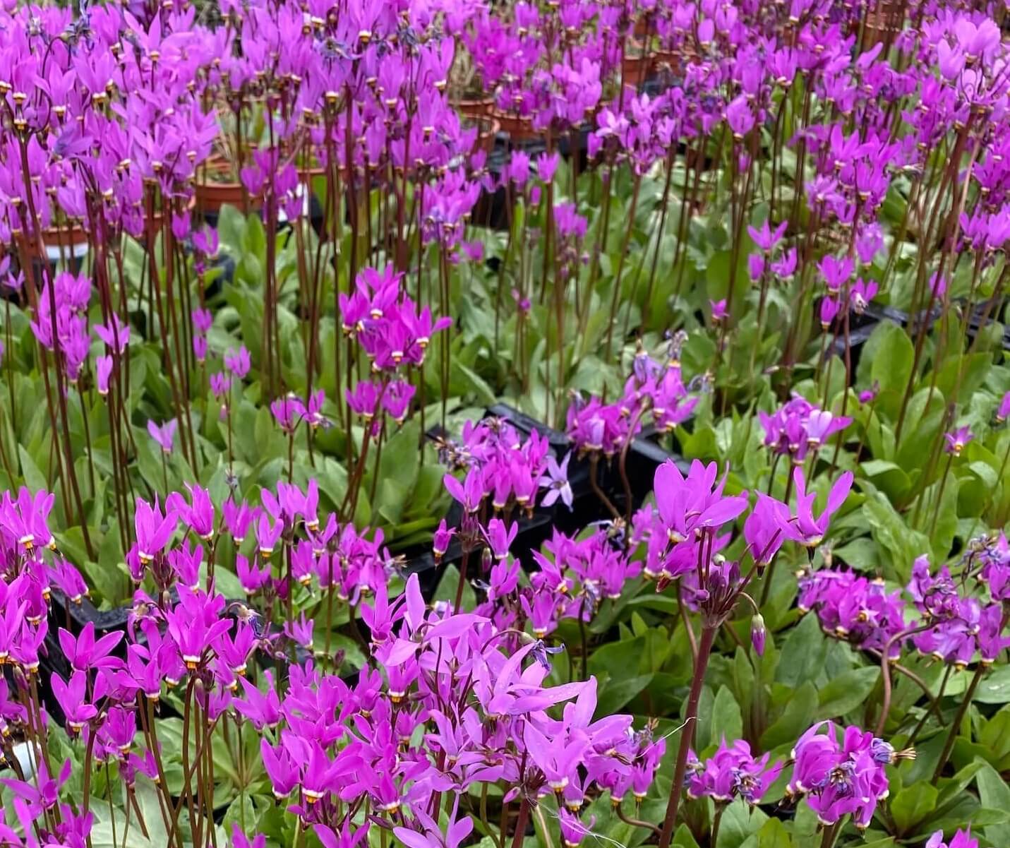 Dodecatheon Meadia, (Primula meadia) Shooting Star