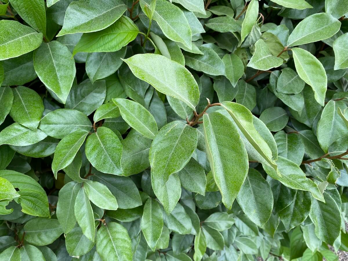 Elaeagnus x ebbingei Close Up