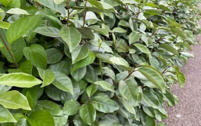 Elaeagnus x ebbingei