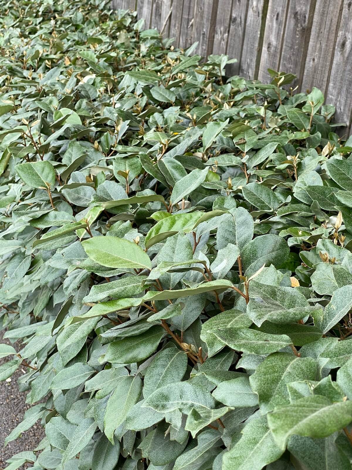 Elaeagnus x ebbingei Low Hedge