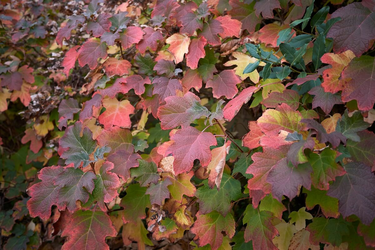 Hydrangea Quercifolia - Oak-Leaved Hydrangea Autumn Colour Hydrangea Quercifolia - Oak-Leaved Hydrangea Autumn Colour