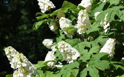 Hydrangea Quercifolia – Oak-Leaved Hydrangea