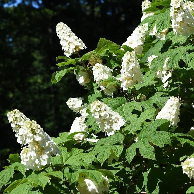 Hydrangea Quercifolia Snow Queen - Oak-Leaved Hydrangea Oak-Leaved Hydrangea - Hydrangea Quercifolia Snow Queen - Oak-Leaved Hydrangea