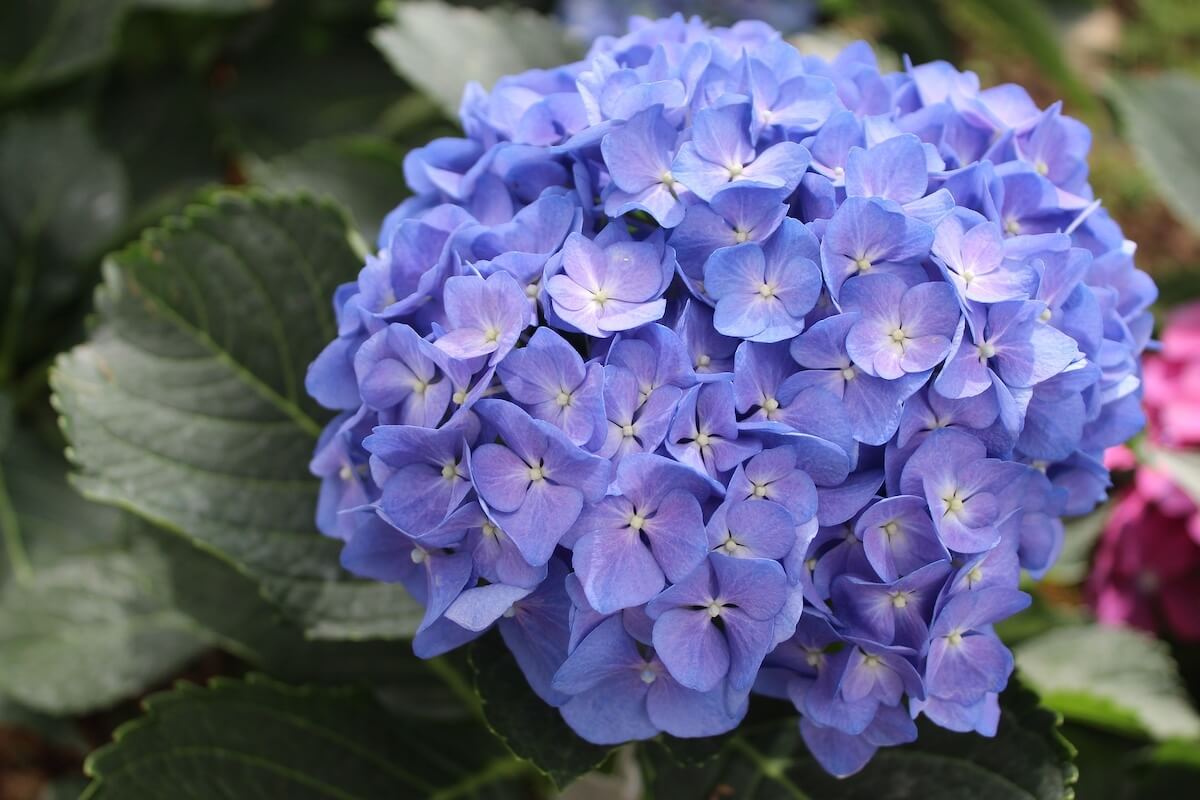 Hydrangea macrophylla Blue Flower Close Up