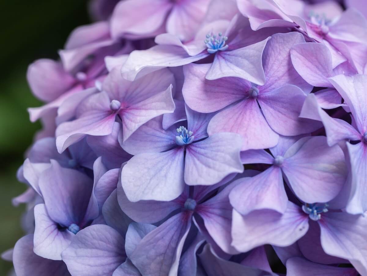 Hydrangea macrophylla Flower Close Up