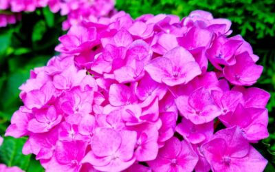 Hydrangea macrophylla – Mophead Hydrangea