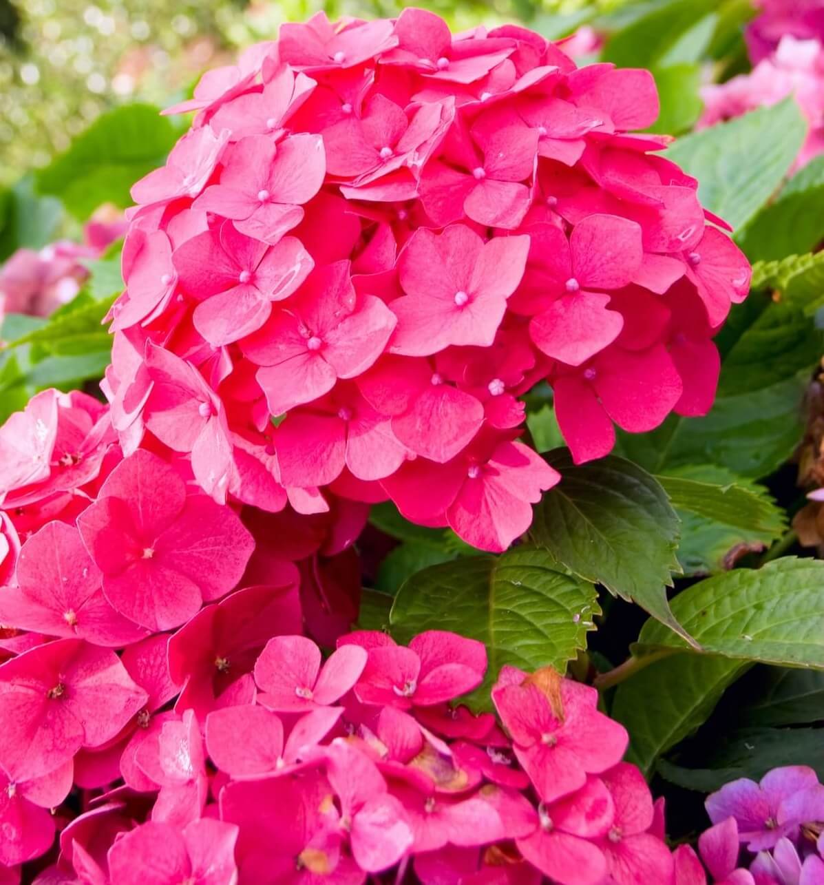 Hydrangea macrophylla - Mophead Hydrangea Pink Flower Close Up