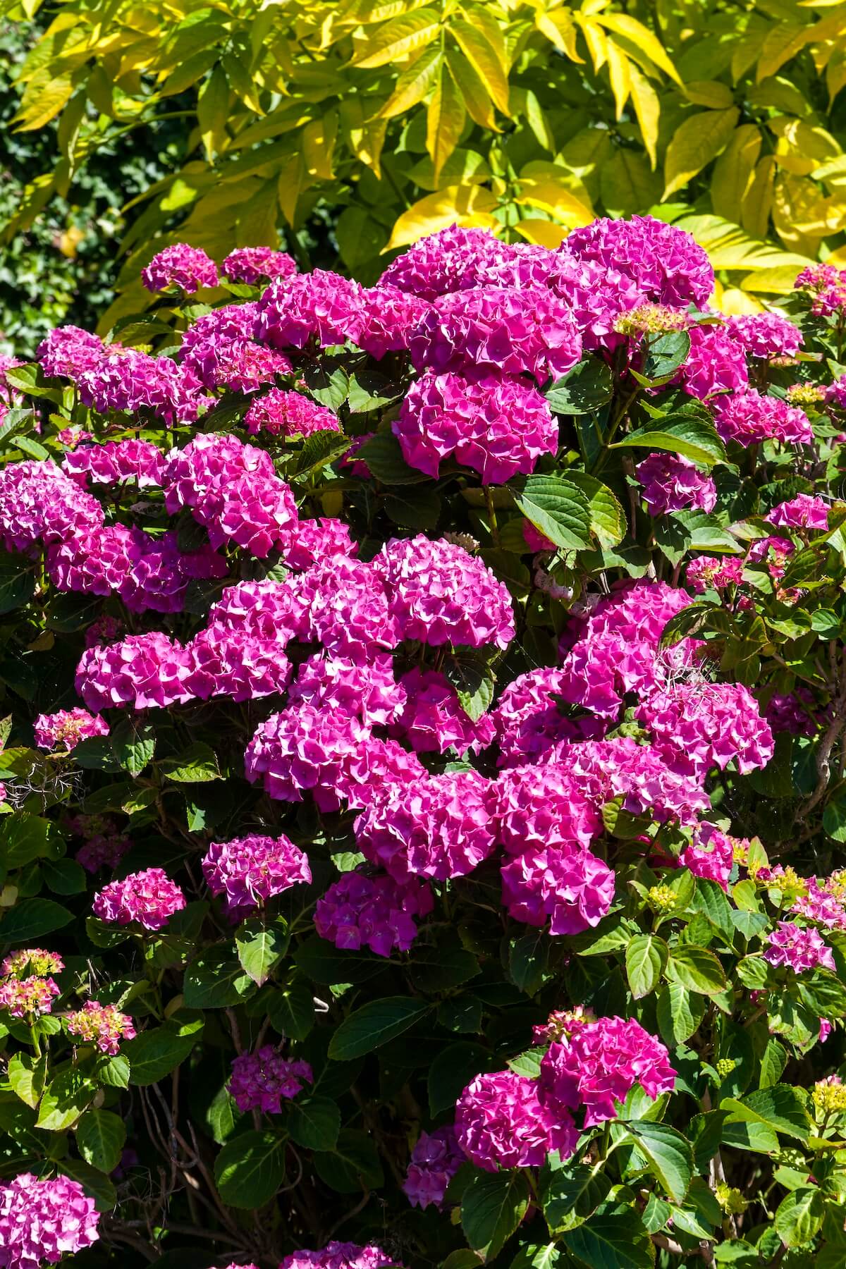 Hydrangea macrophylla - Mophead Hydrangea Pink Flowering