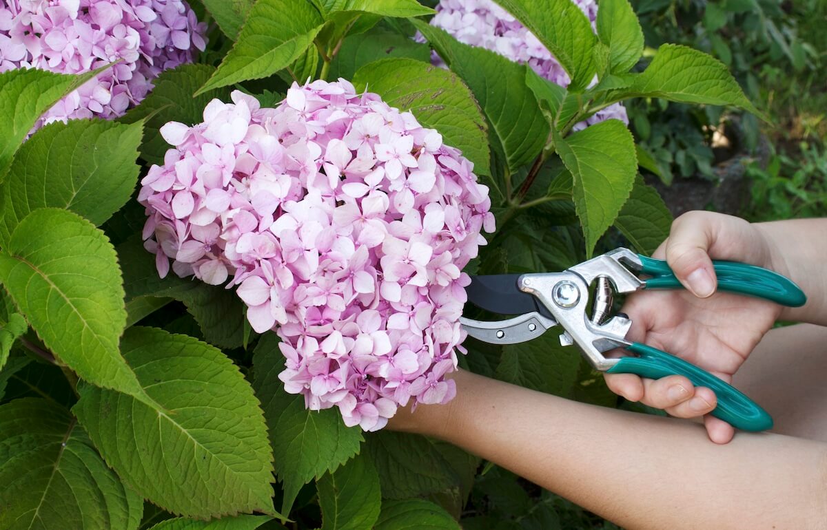 Hydrangea macrophylla Pruning