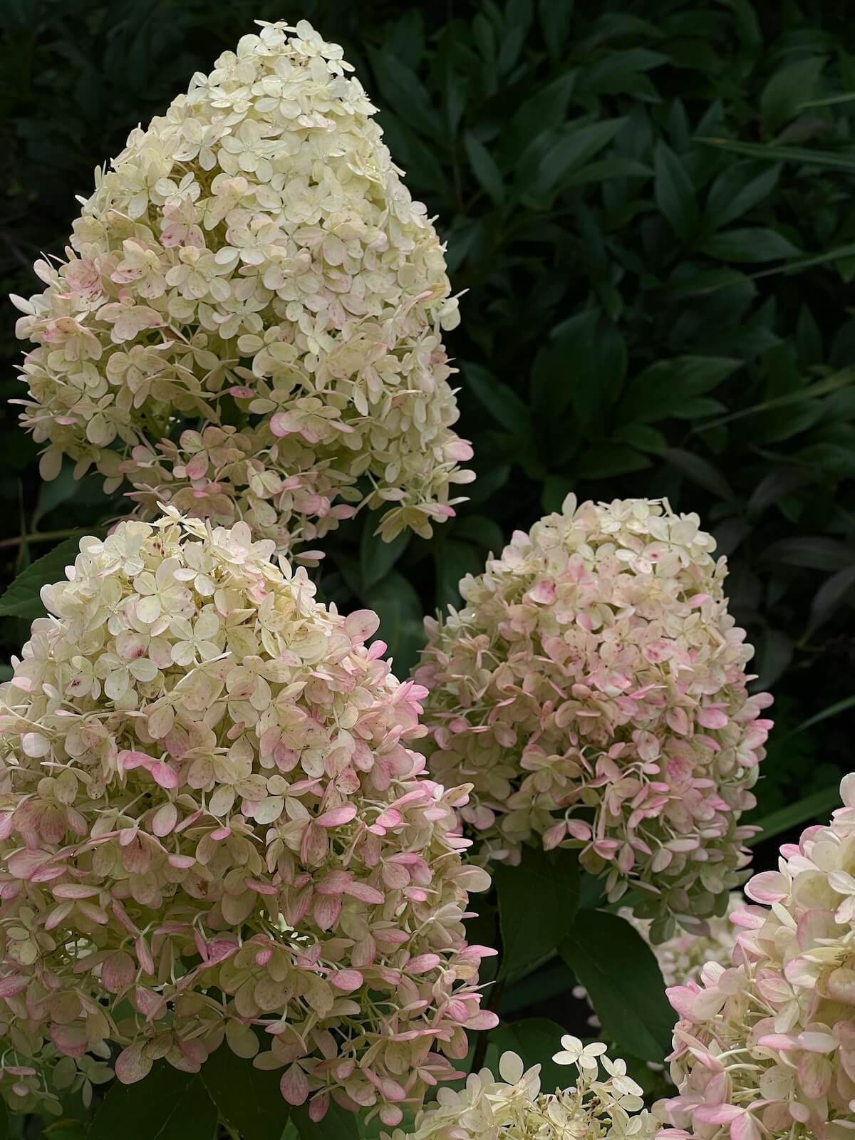 Hydrangea paniculata Flowers