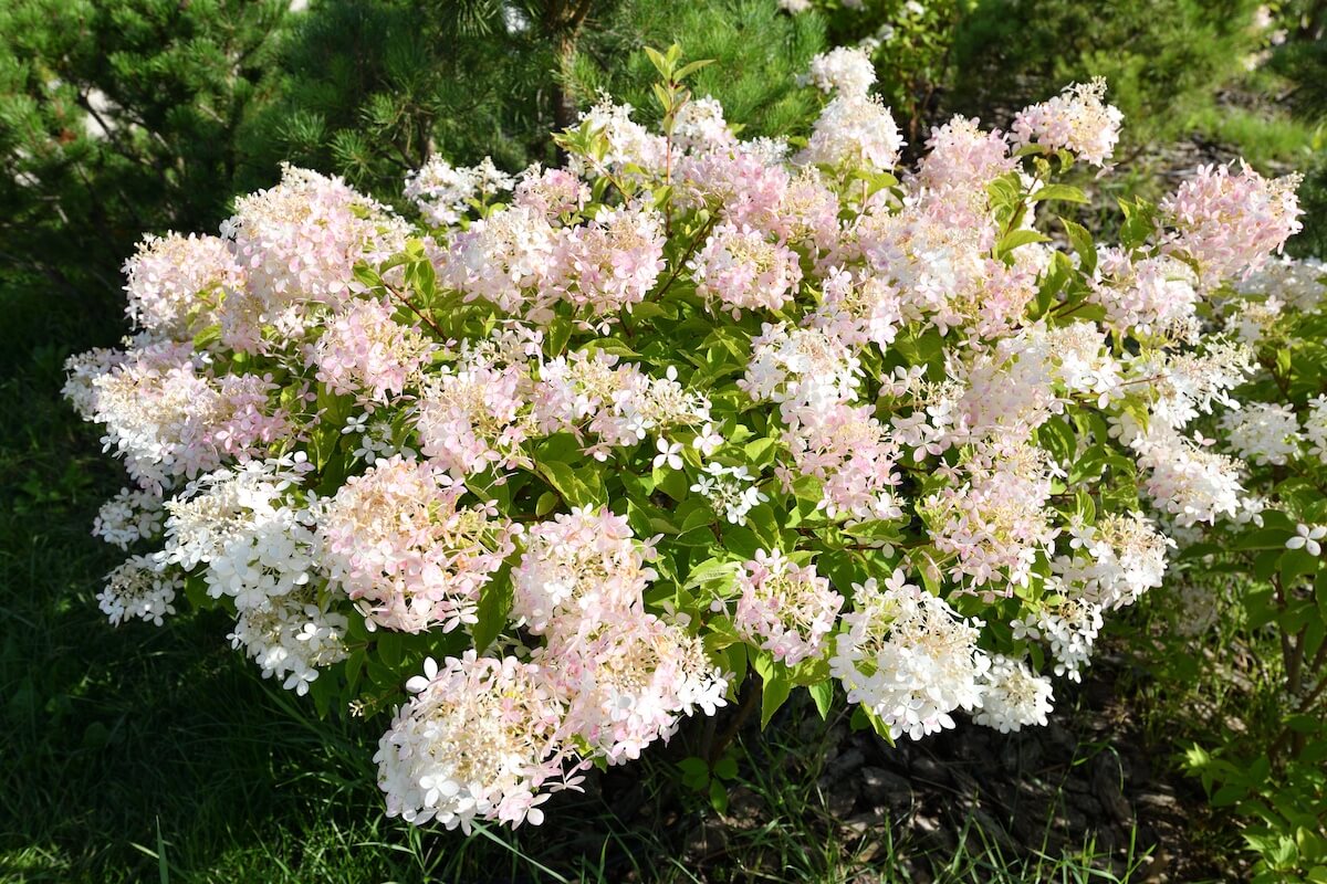 Hydrangea paniculata Flowers