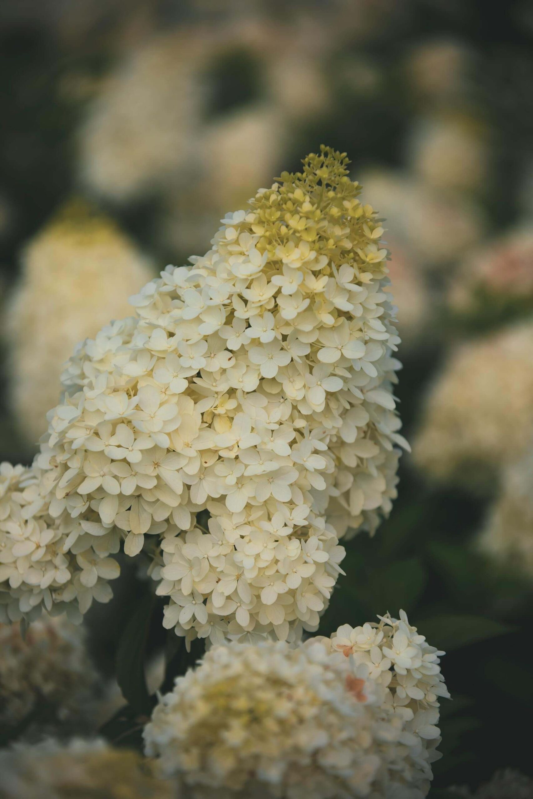 Hydrangea paniculata Limelight Flower Close Up