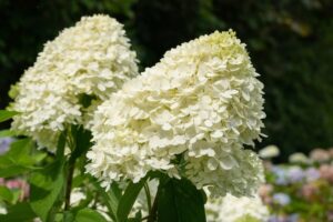 Hydrangea paniculata Limelight
