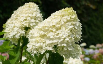 Hydrangea paniculata Limelight