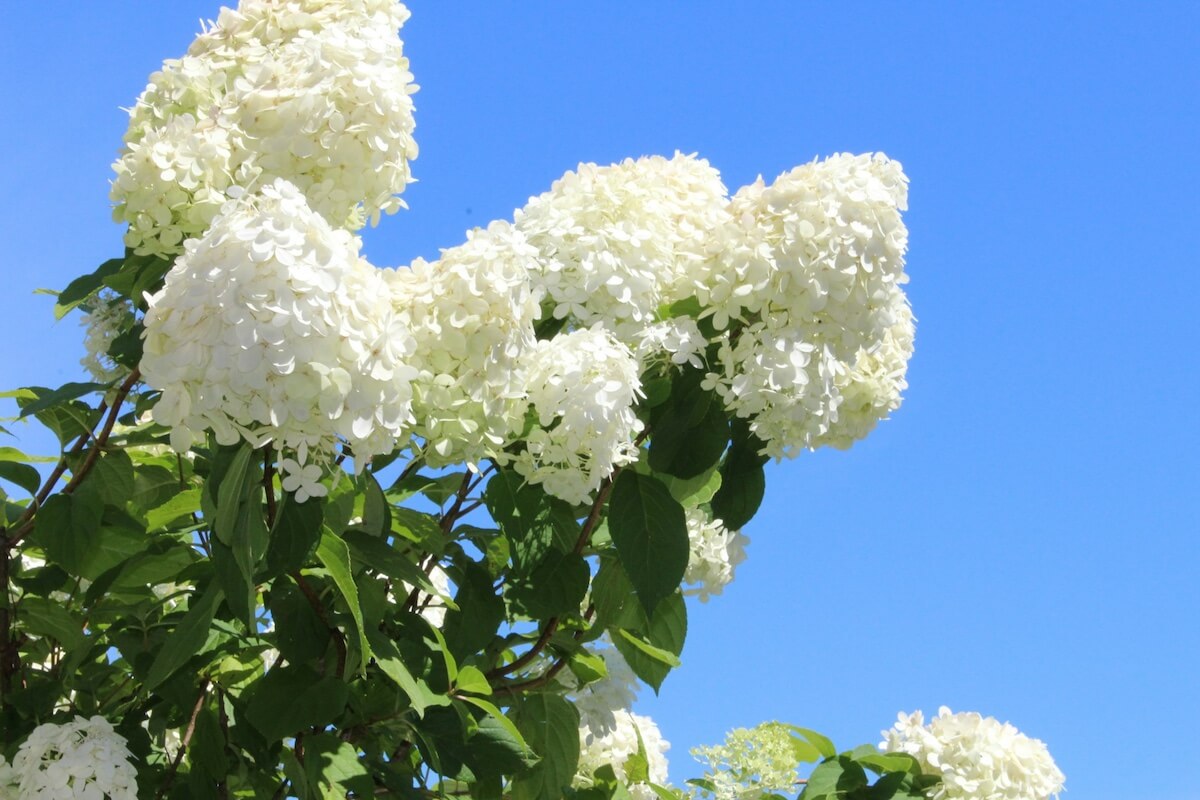 Hydrangea paniculata Limelight Flowers