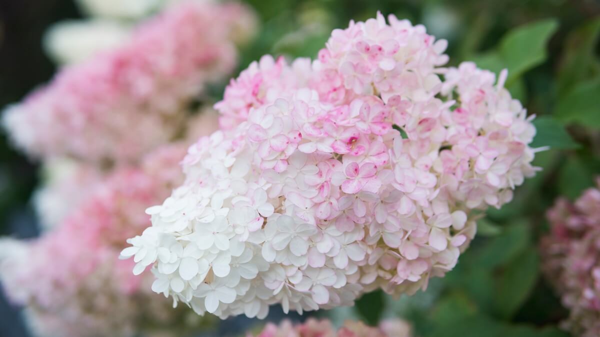 Hydrangea paniculata Vanille Fraise Flower Close Up Blush Pink