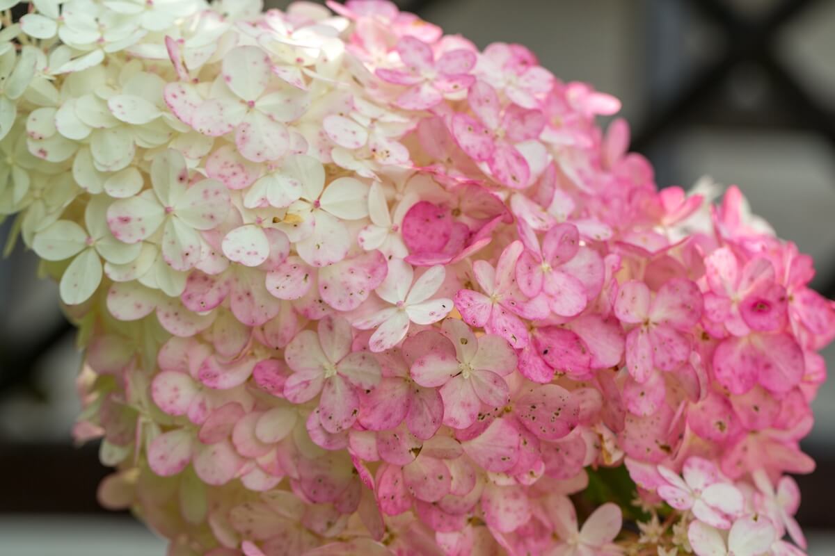 Hydrangea paniculata Vanille Fraise Flower Close Up