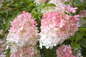 Hydrangea paniculata Vanille Fraise