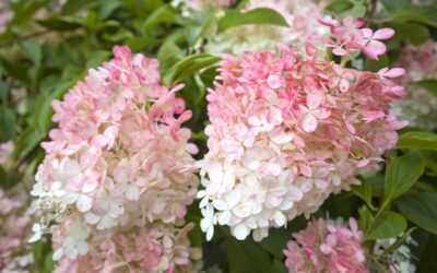 Hydrangea paniculata Vanille Fraise