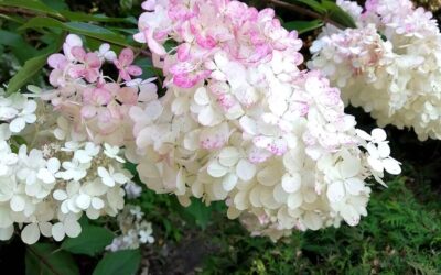 Hydrangea paniculata