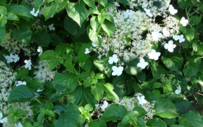 Hydrangea petiolaris