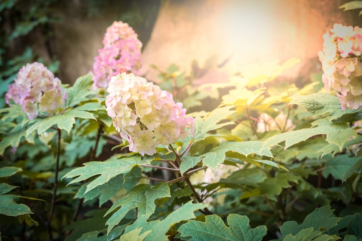 Hydrangea quercifolia Flowering