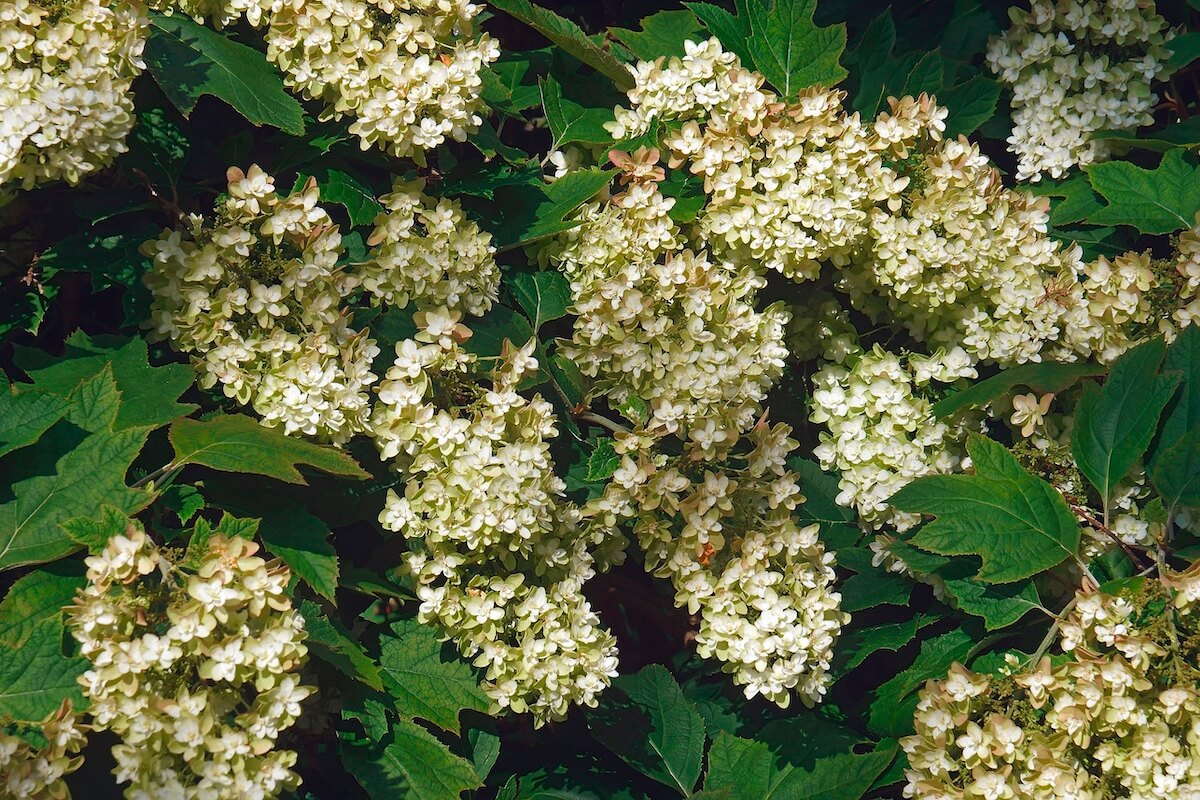 Hydrangea quercifolia oakleaf hydrangea flowers Hydrangea quercifolia oakleaf hydrangea flowers